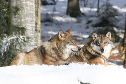 Zwei Wölfe liegen im Nationalpark Bayerischer Wald gemeinsam im Schnee.